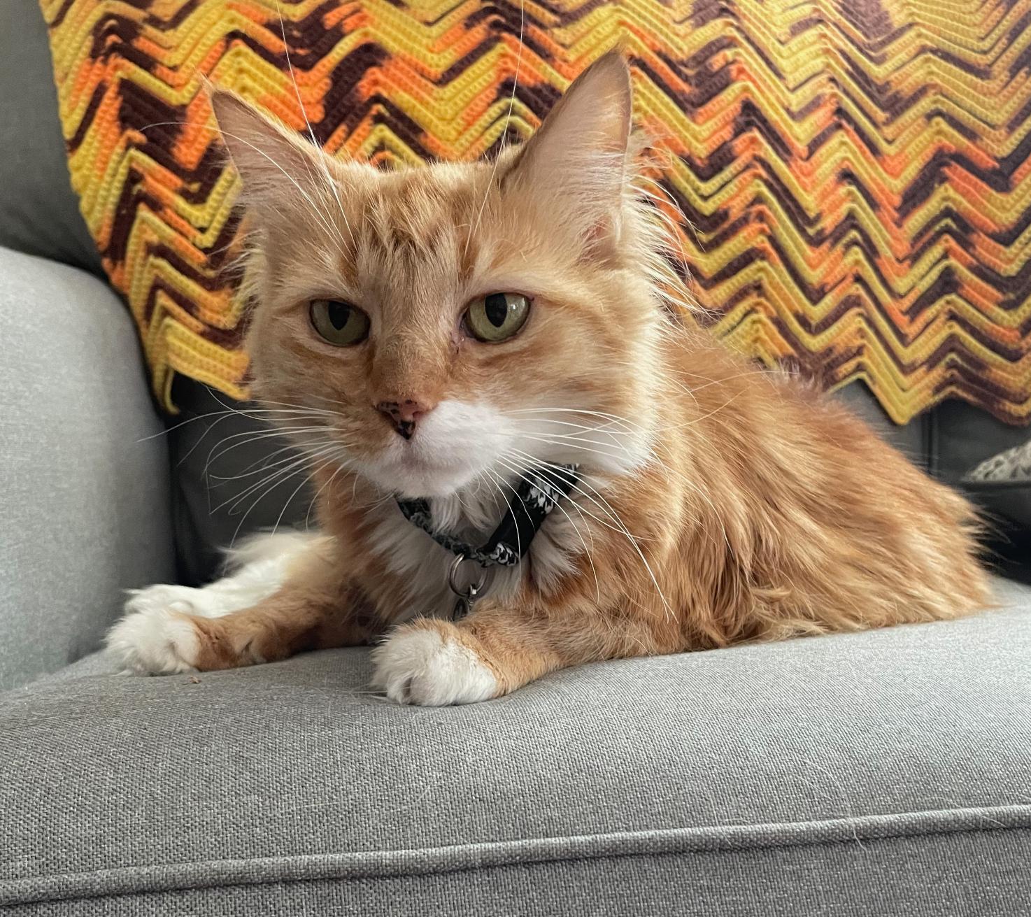 Simba